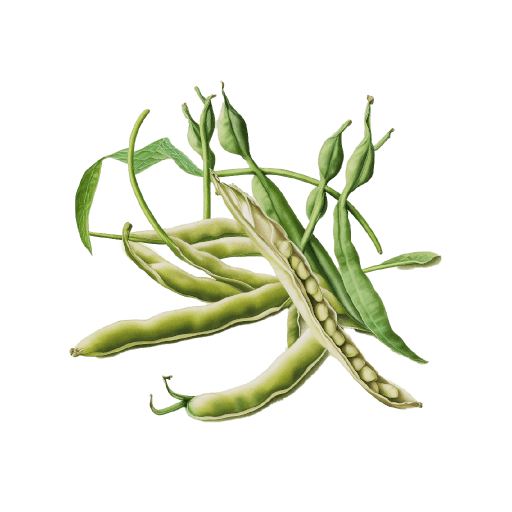 Illustration of Green Beans